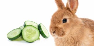 can rabbits eat cucumber