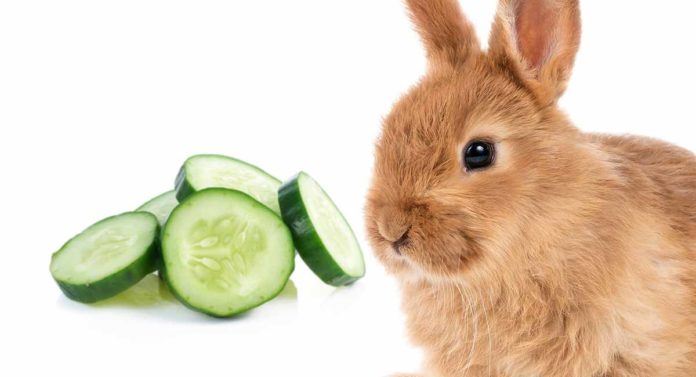 Can Rabbits Eat Cucumber: Can Your Bunnies Have This Snack?