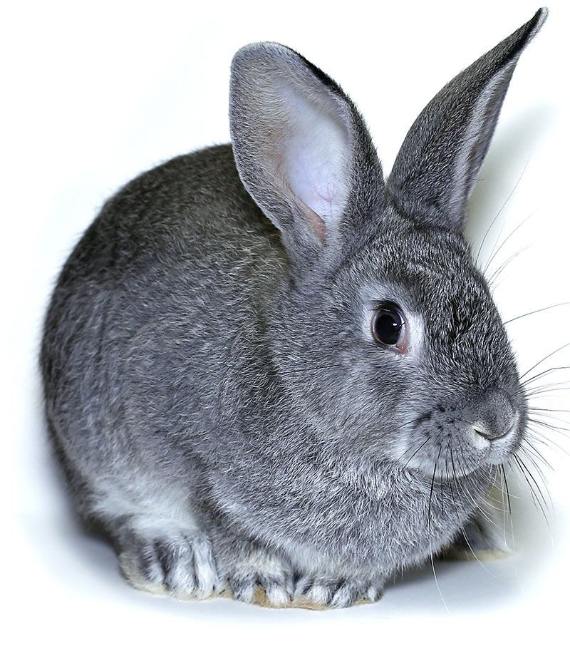 Chinchilla Rabbit