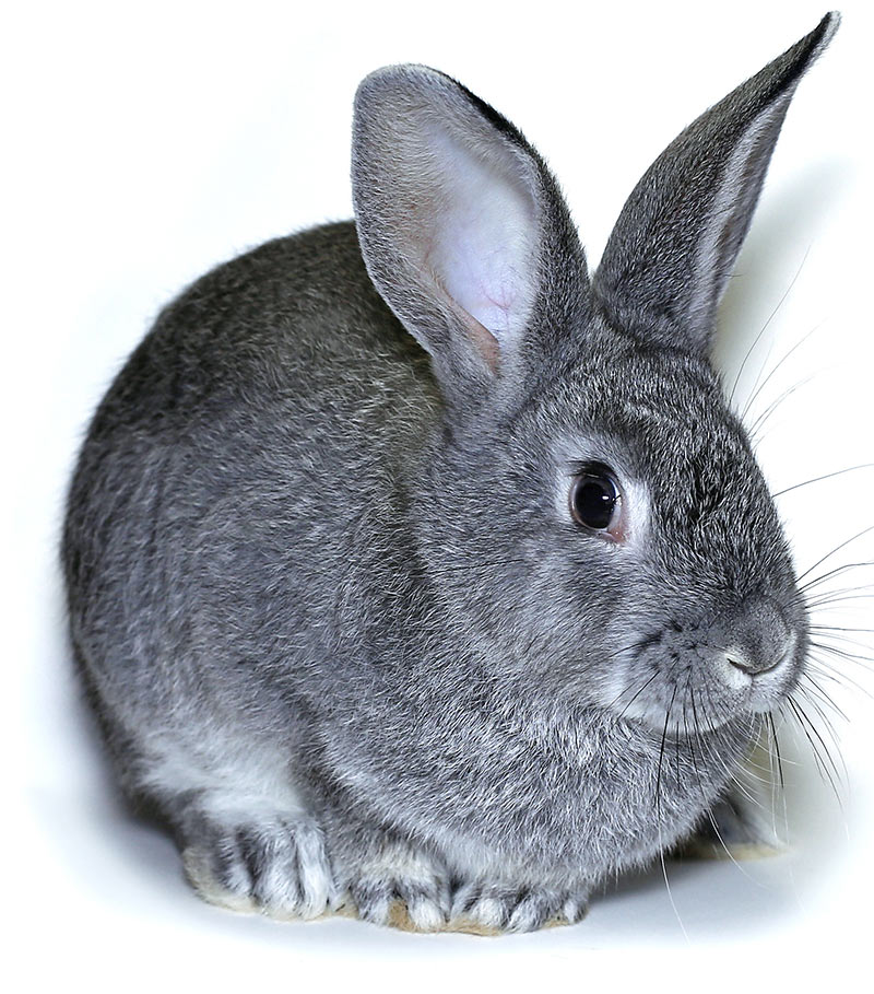 chinchilla rabbit care