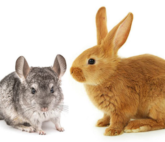 Can chinchillas live with rabbits?