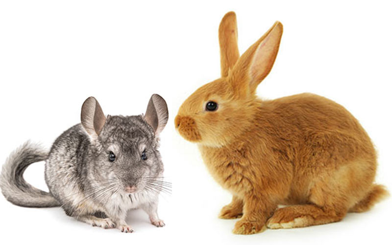 chinchilla rabbit care