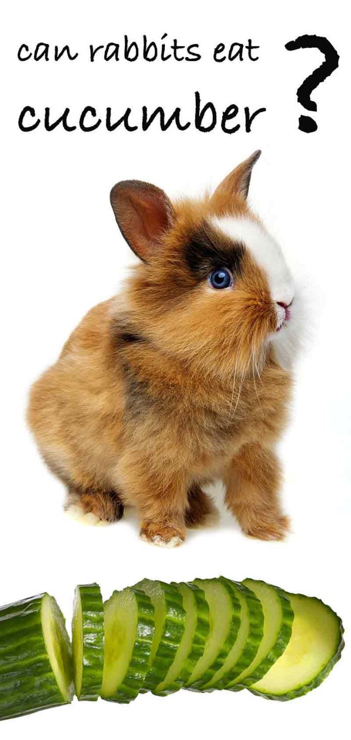 Can Rabbits Eat Cucumber Can Your Bunnies Have This Snack?