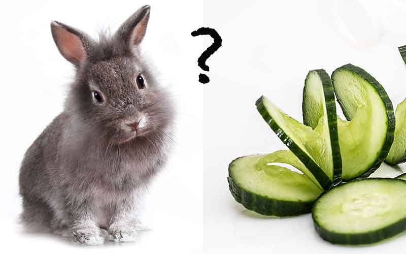 Can Bunnies Eat Cucumber 