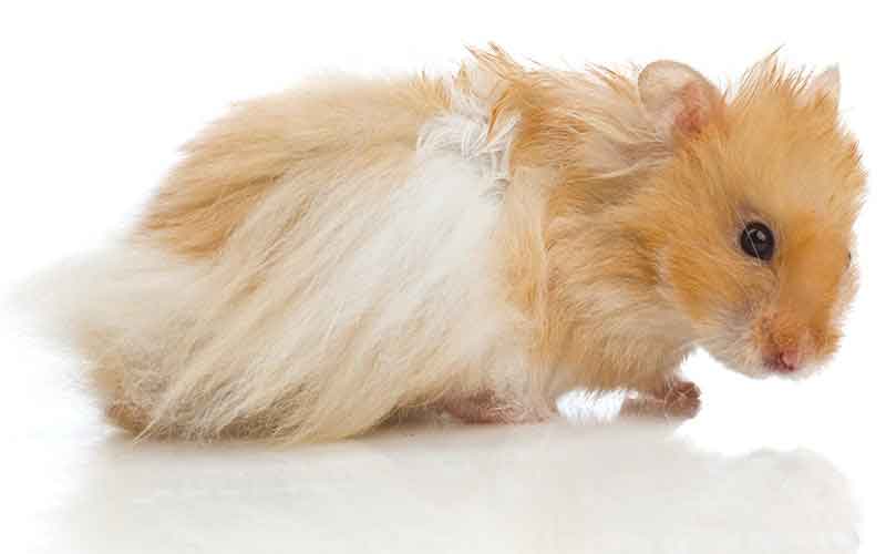 Teddy Bear Hamster Care, Lifespan, Size - Petsium