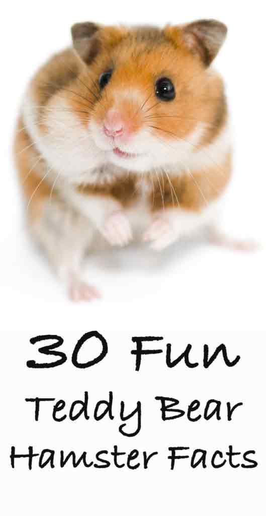 Teddy Bear Hamster Facts 14 Reasons To Buy A Syrian Hamster