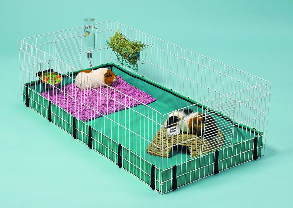 how much room does a guinea pig need