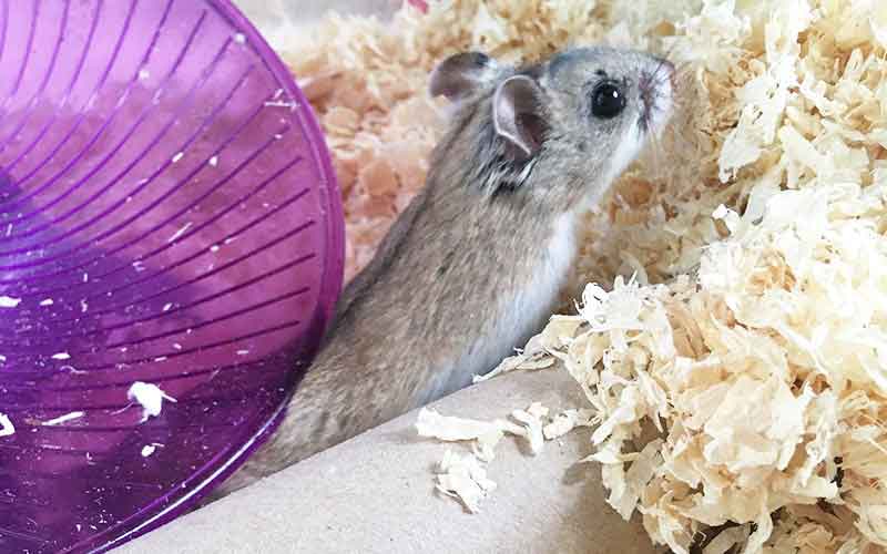 How Long Do Hamsters Live A Guide To Hamster Life Span,Chinese Gender Calendar