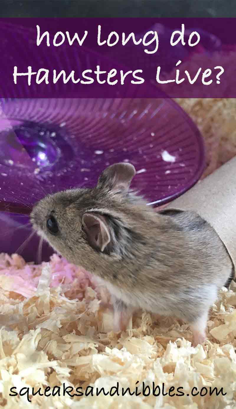 How long do hamsters live? Life cycle of a domestic hamster