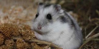 Can hamsters eat guinea pig food?