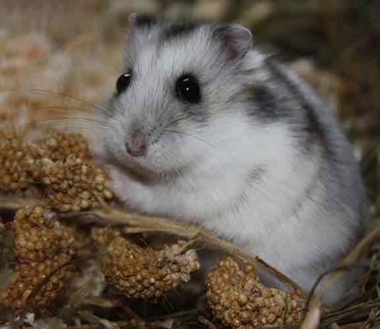 Can hamsters eat guinea pig food?