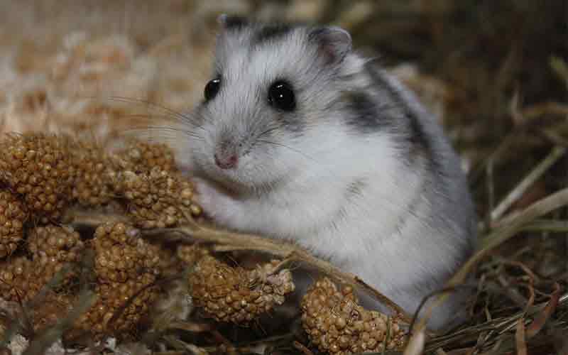 Can guinea pigs store eat gerbil food