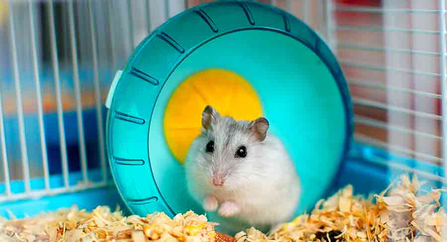 What Is the Typical Lifespan of a Hamster? (with pictures)