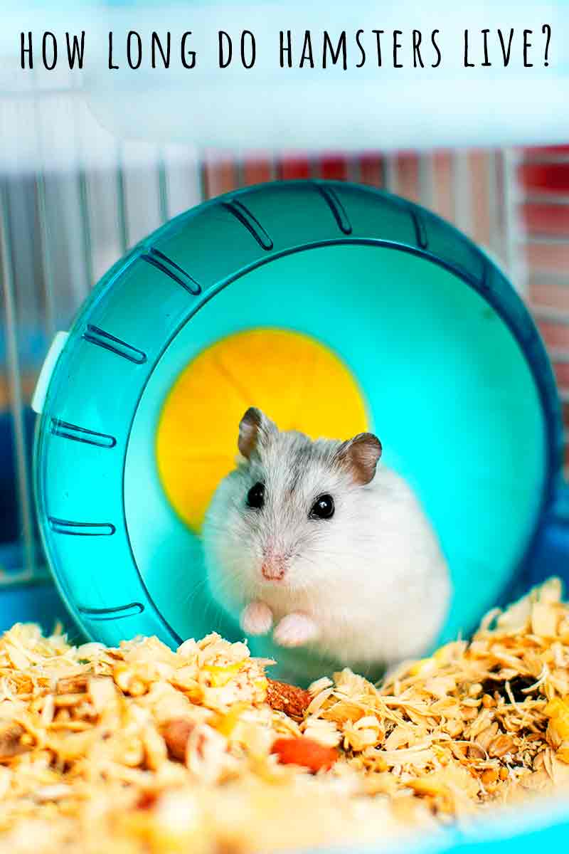 how long do hamsters live