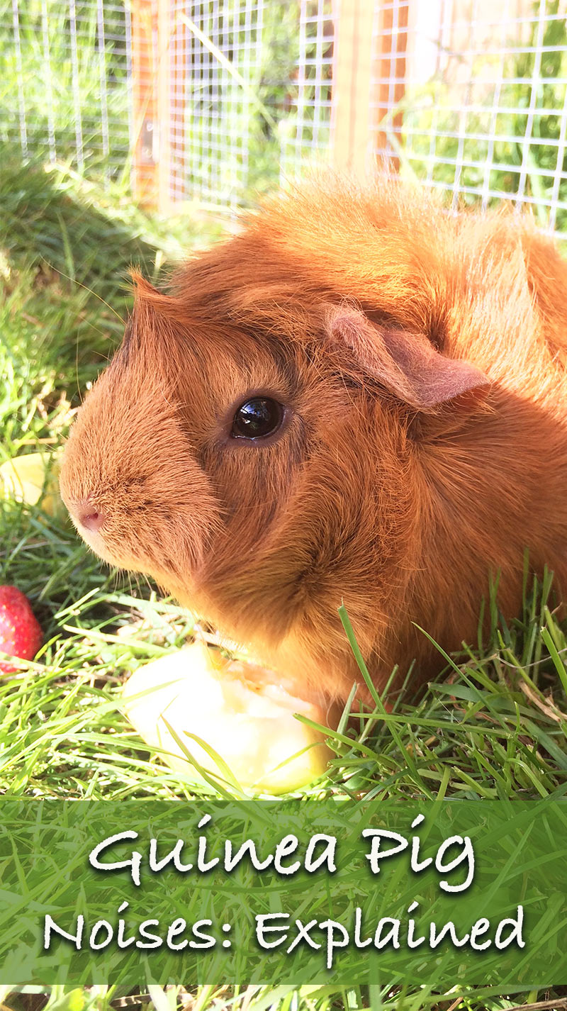 Guinea Pig Sounds And Their Meanings