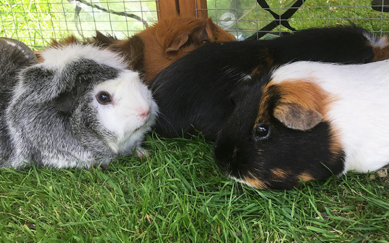 Guinea Pig Sounds And Their Meanings A Guide To Guinea Pig Noises Guinea Pig Sounds And Their Meanings A Guide To Guinea Pig Noises