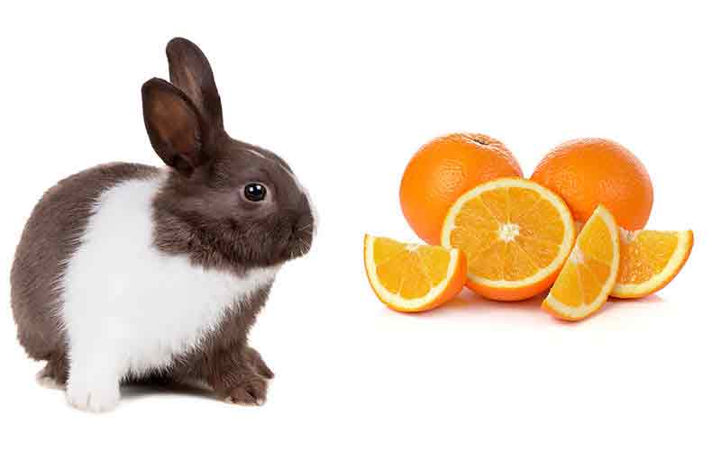  Les Lapins Peuvent-Ils manger des Oranges?