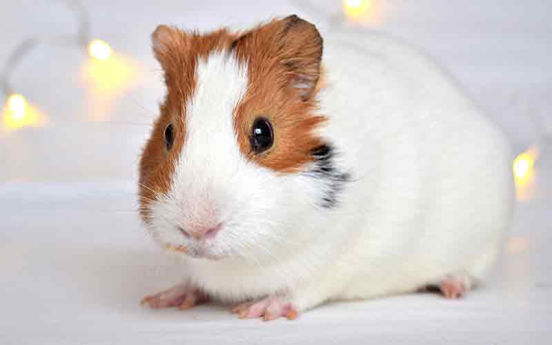 Guinea Pig Cage Size Guide