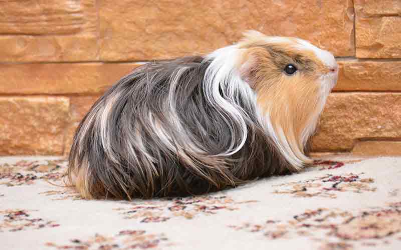 minimum space for 2 guinea pigs