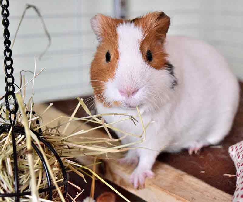 Ideal Cage Size For Two Guinea Pigs