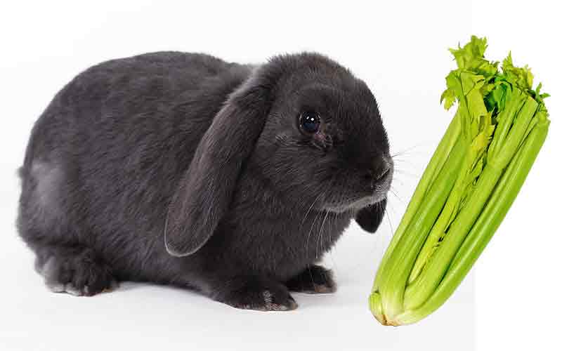 can-rabbits-eat-celery-a-guide-to-celery-for-bunnies