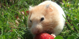 Can Hamsters Eat Strawberries?