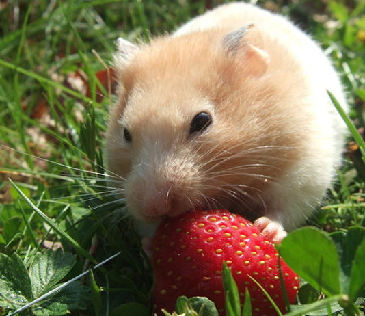 Can Hamsters Eat Strawberries?