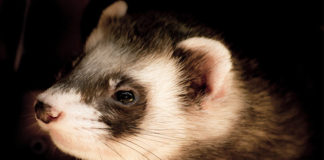 treats for ferrets