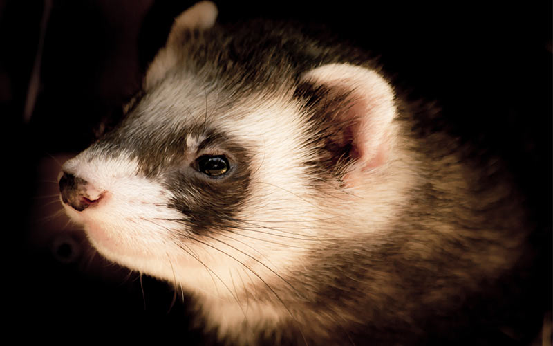 can ferrets have dog treats