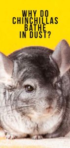 dust chinchillas chinchilla bathe