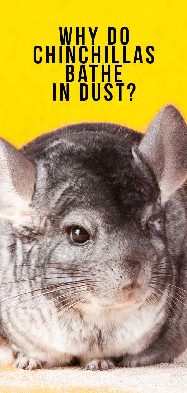 Chinchilla Premium Bathing Dust in 1lb. bag