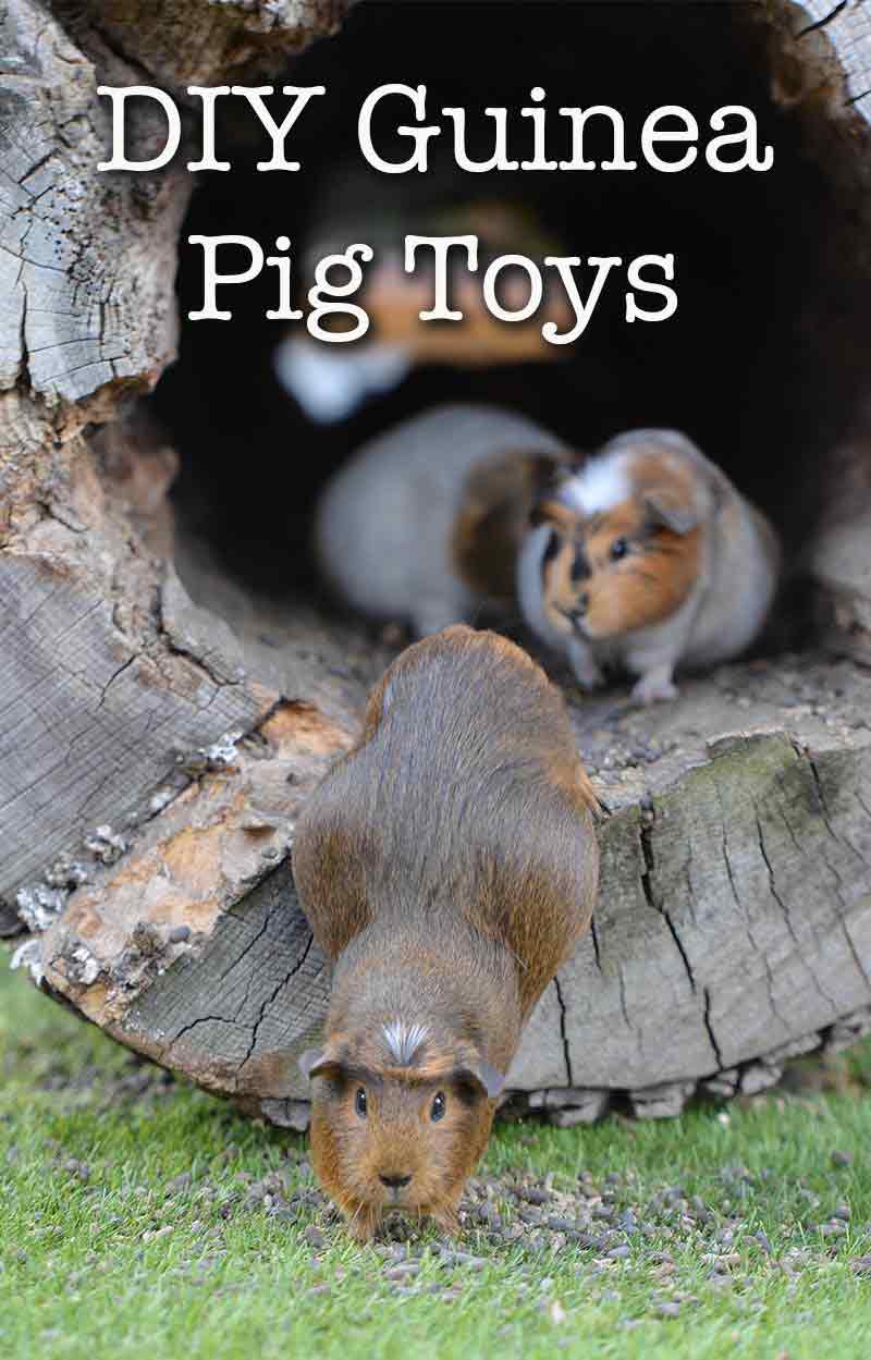 DIY Guinea Pig Toys - guinea pig toys you can make at home