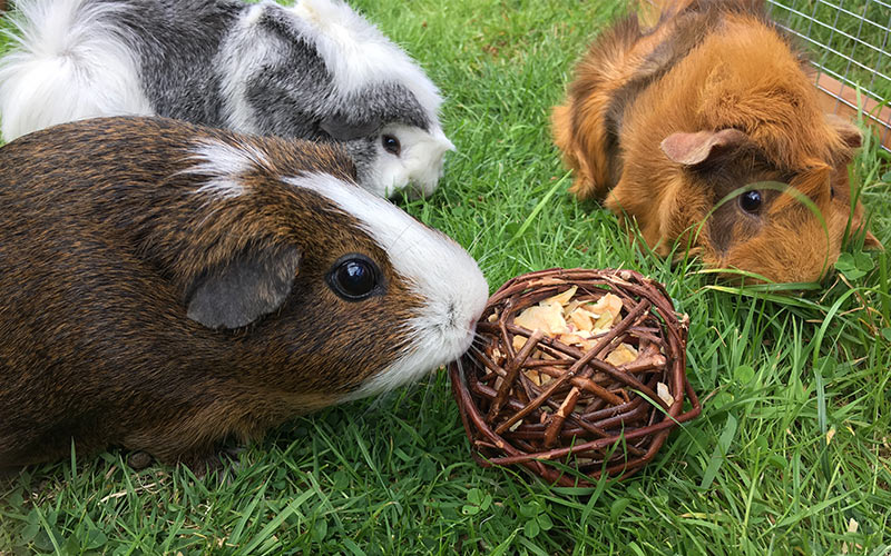 guinea pigs playing