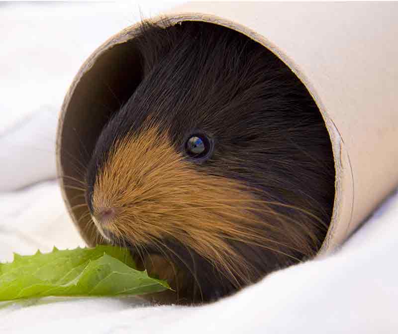 DIY Guinea Pig Toys - guinea pig toys you can make at home