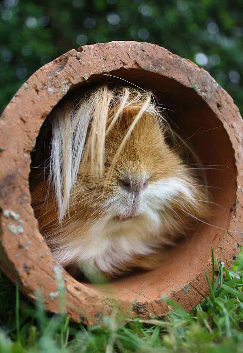 DIY Guinea Pig Toys - guinea pig toys you can make at home