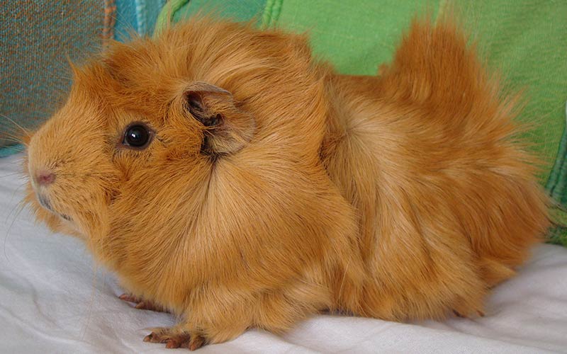 A Complete Guide To Guinea Pig Colors With Photos