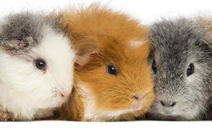 guinea pig colours