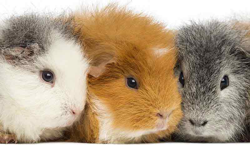 crested guinea pig