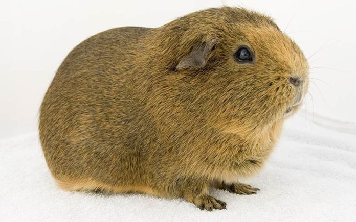 A Complete Guide To Guinea Pig Colors - With Photos!