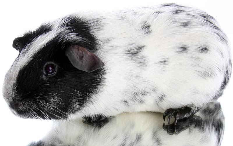 black and white guinea pig breed