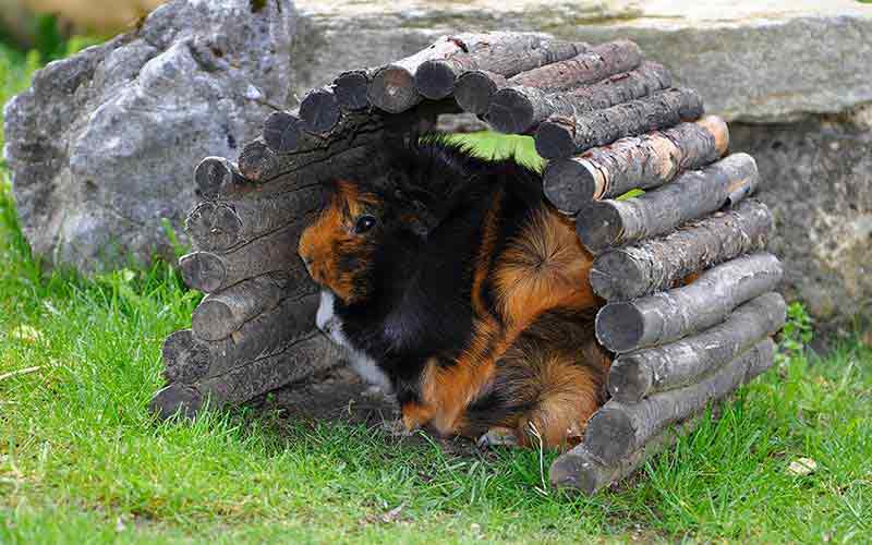 Diy Guinea Pig Toys The Best