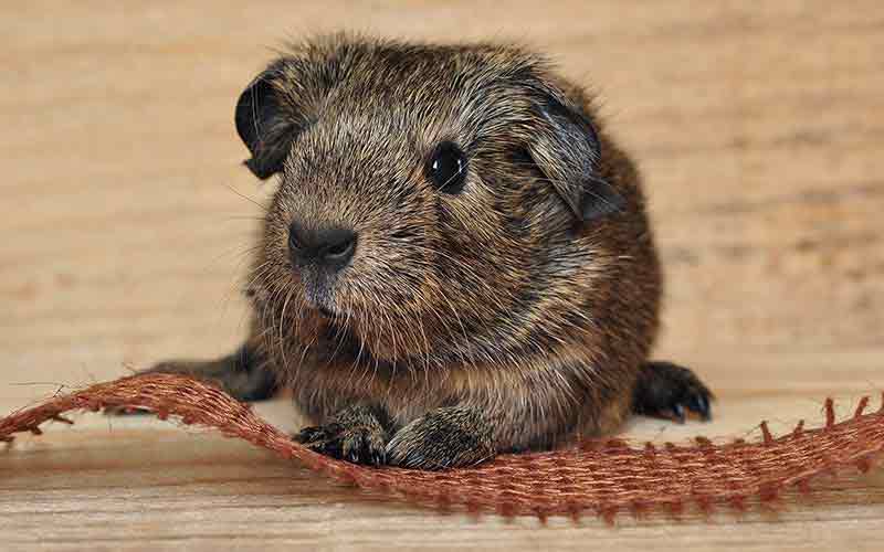 guinea pig toy for kids