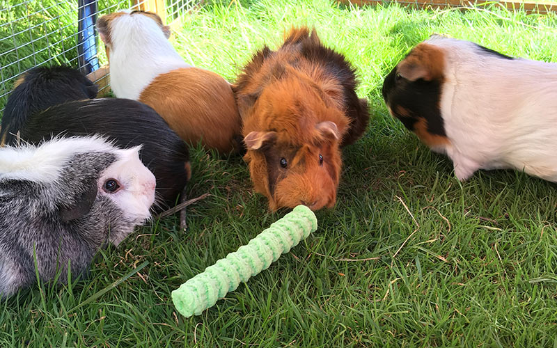 Best Guinea Pig Toys
