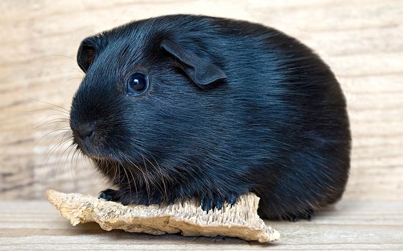 A Complete Guide To Guinea Pig Colors With Photos!