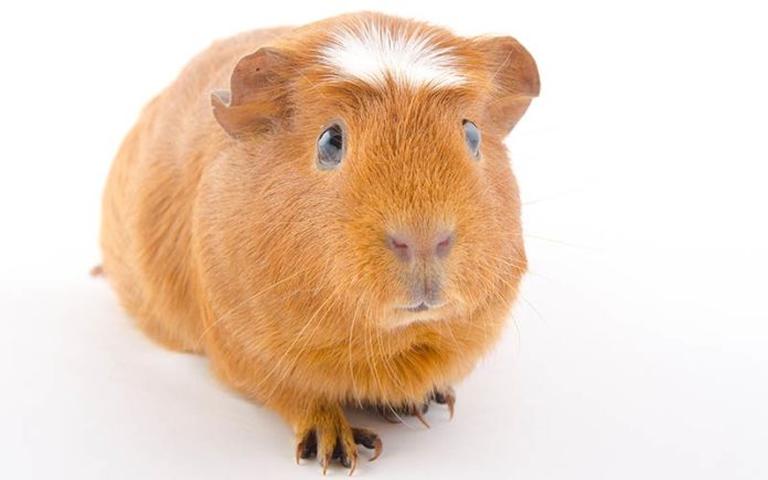 A Complete Guide To Guinea Pig Colors - With Photos!