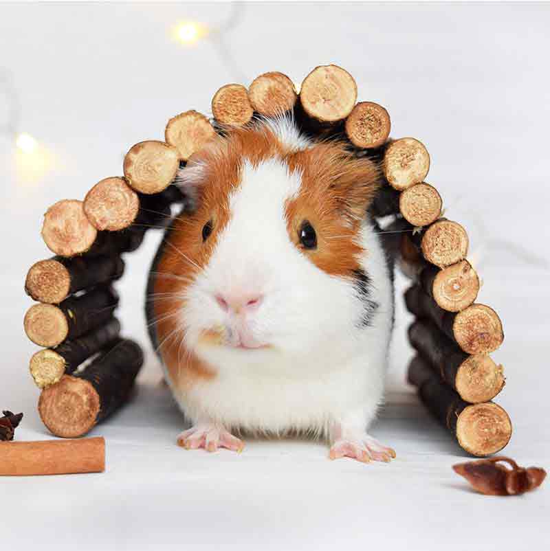 diy guinea pig toys little adventures