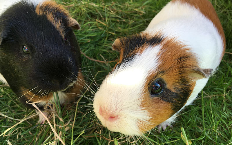 Guinea Pig Color Chart