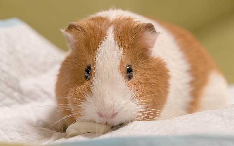 Tan and store white guinea pig