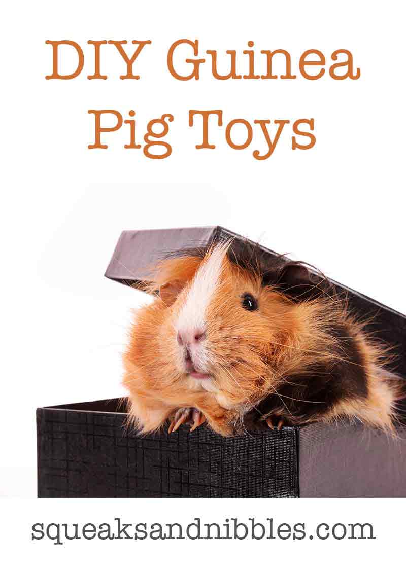 DIY Guinea Pig Toys - guinea pig toys you can make at home