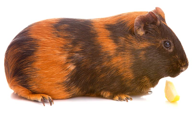 12 Guinea Pig Breeds With Pictures Pet Comments